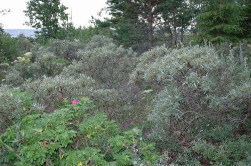 Det grågröna havtornet på södra delen av Kalkugnsudden. Den gröna busken med blommande ros är vresros