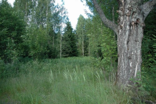 Här, på denna numera igenväxta plats med en gammal björk, låg skogvaktarbostället på gamla landsvägens östra sida i Årskogen